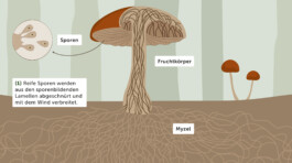 Jana Evers – Infografik & Design