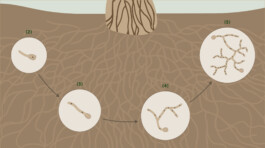 Jana Evers – Infografik & Design